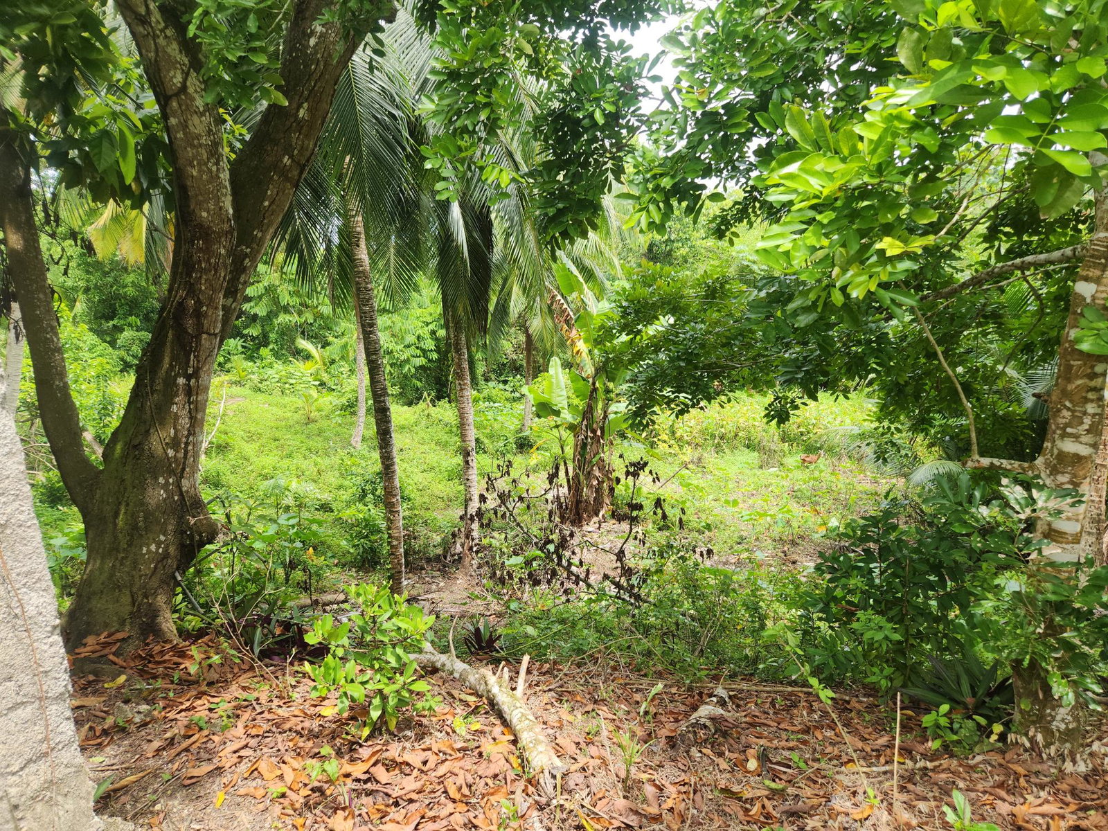Twelfth image of Lot 35 Brimmer Hall, Port Maria in Port Maria, St. Mary, Jamaica - property is For Sale