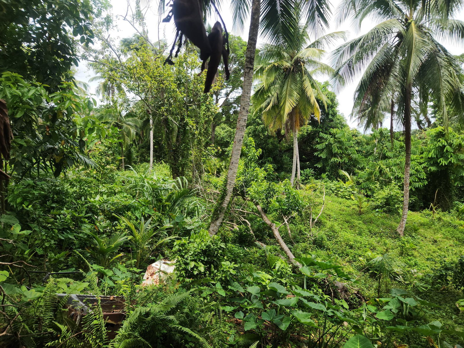 Thirteenth image of Lot 35 Brimmer Hall, Port Maria in Port Maria, St. Mary, Jamaica - property is For Sale