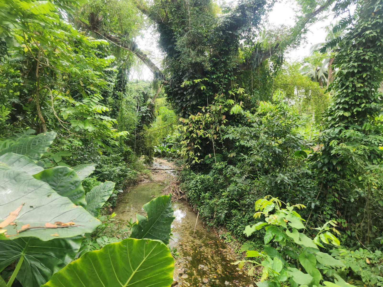 Fifteenth image of Lot 35 Brimmer Hall, Port Maria in Port Maria, St. Mary, Jamaica - property is For Sale