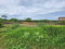 First image of Lot 62 Bushy Park in Bushy Park, St. Catherine, Jamaica - property is For Sale