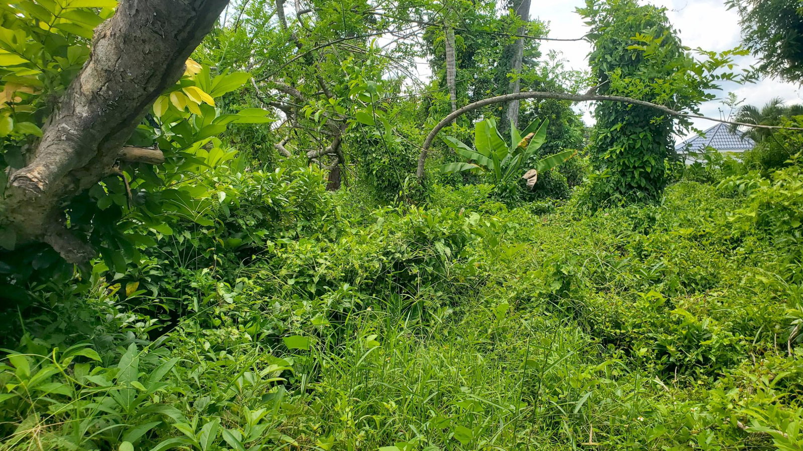 First image of 56 Barham, Westmoreland in Barham, Westmoreland, Jamaica - property is For Sale