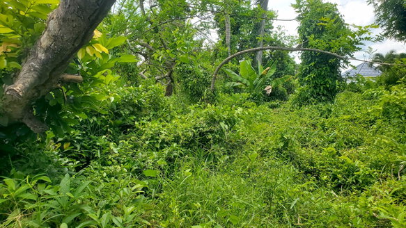 First image of 56 Barham, Westmoreland in Barham, Westmoreland, Jamaica - property is For Sale