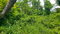 First image of 56 Barham, Westmoreland in Barham, Westmoreland, Jamaica - property is For Sale