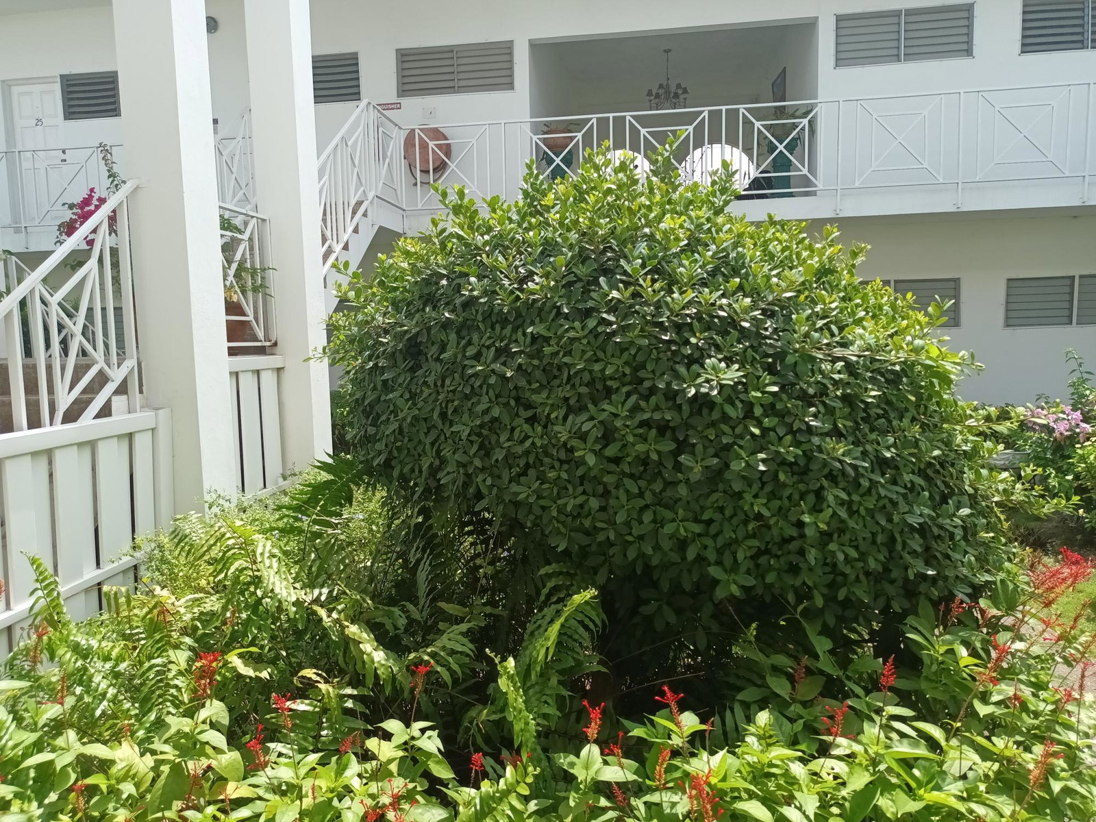 Second image of 6-55a Lady Musgrave Road, Kings in Kingston 10, St. Andrew, Jamaica - property is For Rent