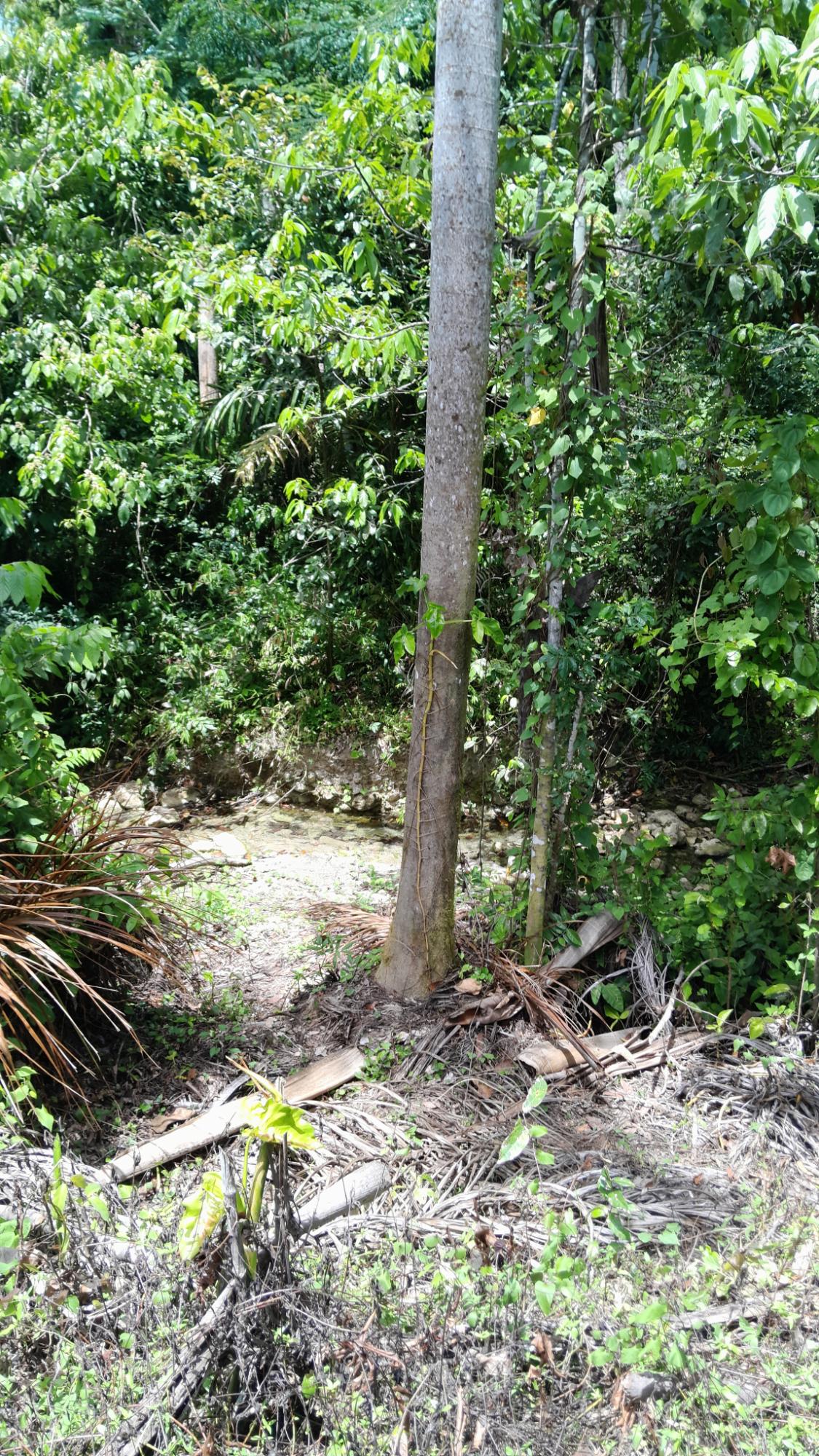 First image of 7 Crescent Hill, Crescent e in Free Hill, St. Mary, Jamaica - property is For Sale