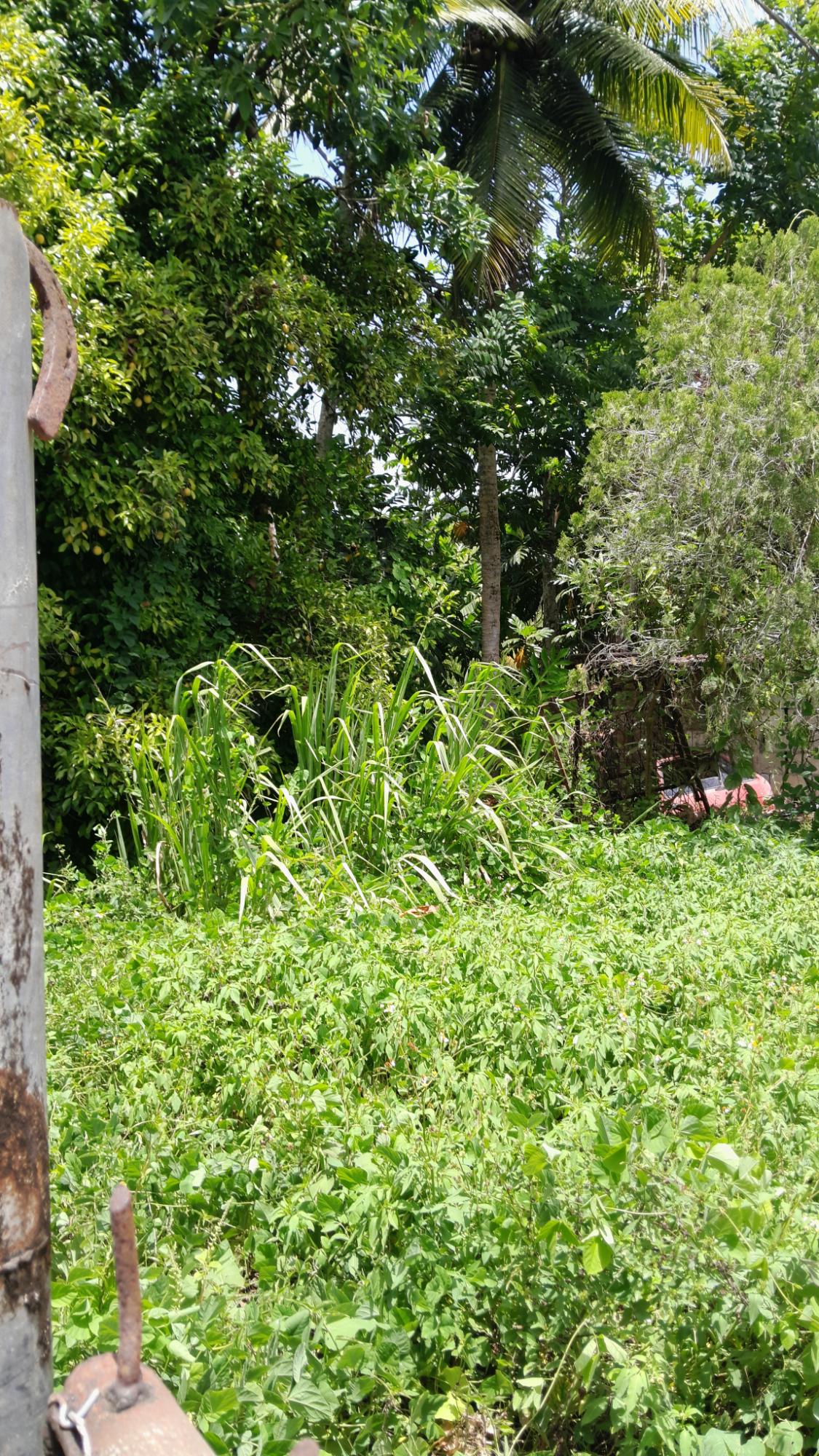 Second image of 7 Crescent Hill, Crescent e in Free Hill, St. Mary, Jamaica - property is For Sale