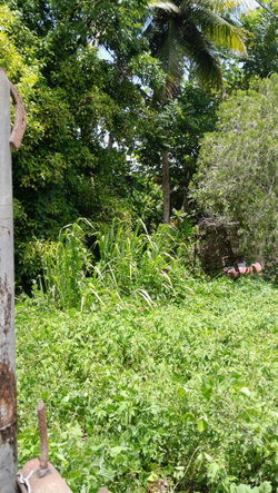 Second image of 7 Crescent Hill, Crescent e in Free Hill, St. Mary, Jamaica - property is For Sale