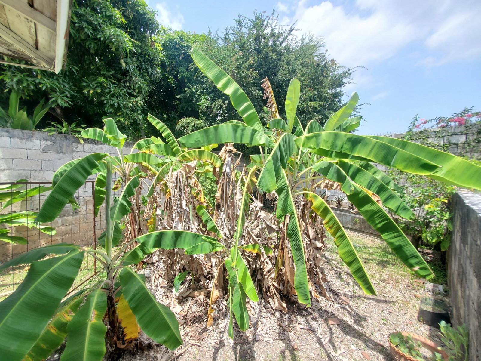 Seventeenth image of 6 1/4 Norbrook Drive in Kingston 8, St. Andrew, Jamaica - property is For Sale