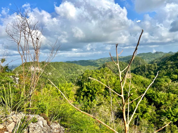 Fourth image of Content Mountain in Maldon, St. James, Jamaica - property is For Sale