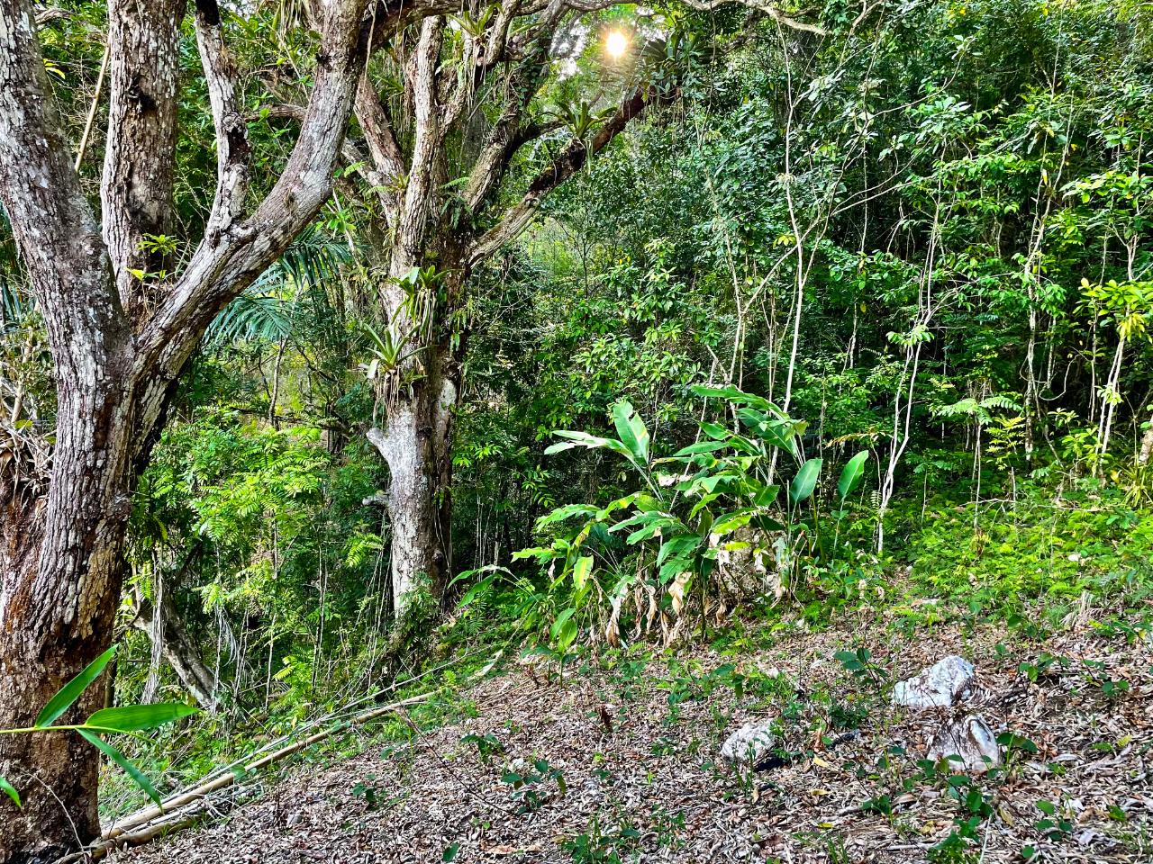 Fifth image of Content Mountain in Maldon, St. James, Jamaica - property is For Sale