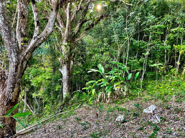 Fifth image of Content Mountain in Maldon, St. James, Jamaica - property is For Sale