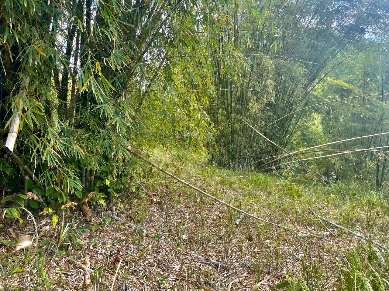 Tenth image of Chatham Mountain in Maldon, St. James, Jamaica - property is For Sale