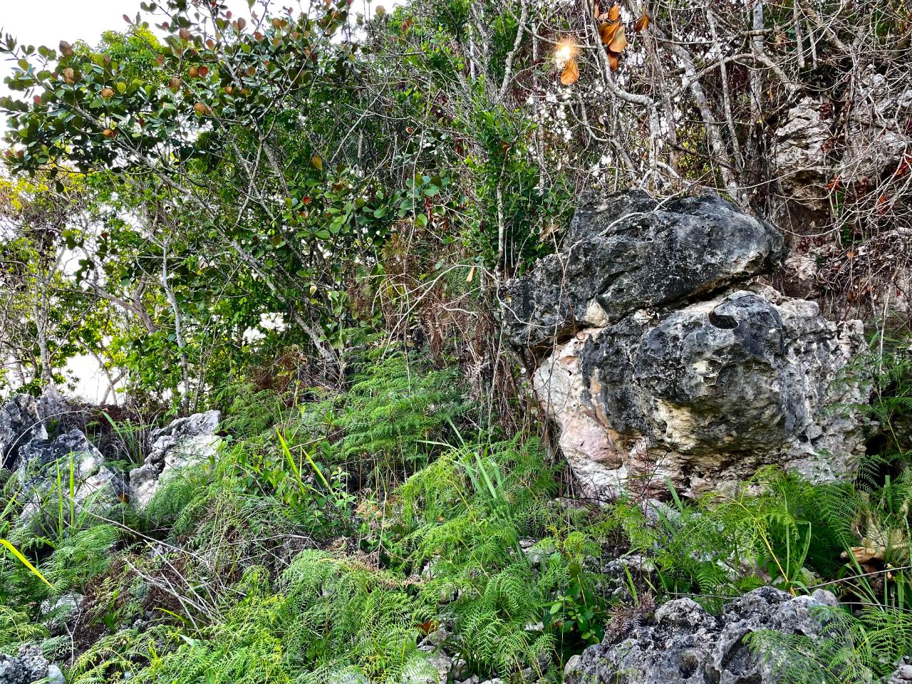 Third image of Chatham Mountain in Maldon, St. James, Jamaica - property is For Sale