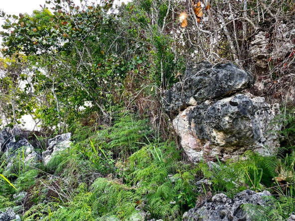 Third image of Chatham Mountain in Maldon, St. James, Jamaica - property is For Sale