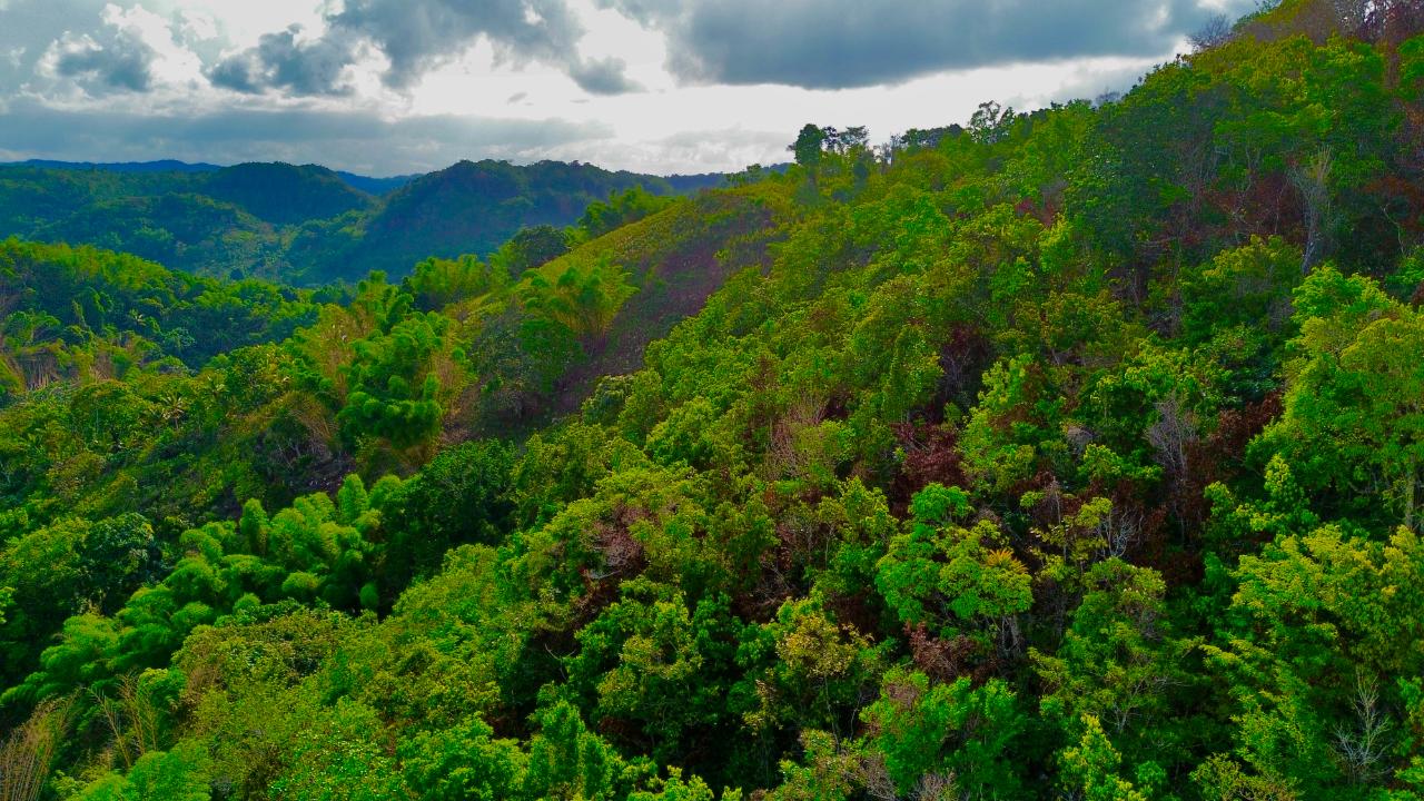 Ninth image of Chatham Mountain in Maldon, St. James, Jamaica - property is For Sale