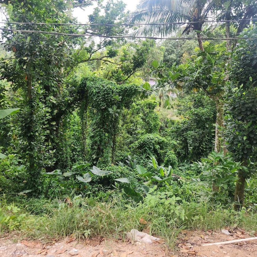 Fourth image of mt Ogle in Stony Hill P.O., St. Andrew, Jamaica - property is For Sale