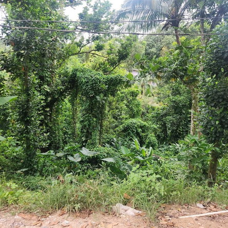 Fourth image of mt Ogle in Stony Hill P.O., St. Andrew, Jamaica - property is For Sale