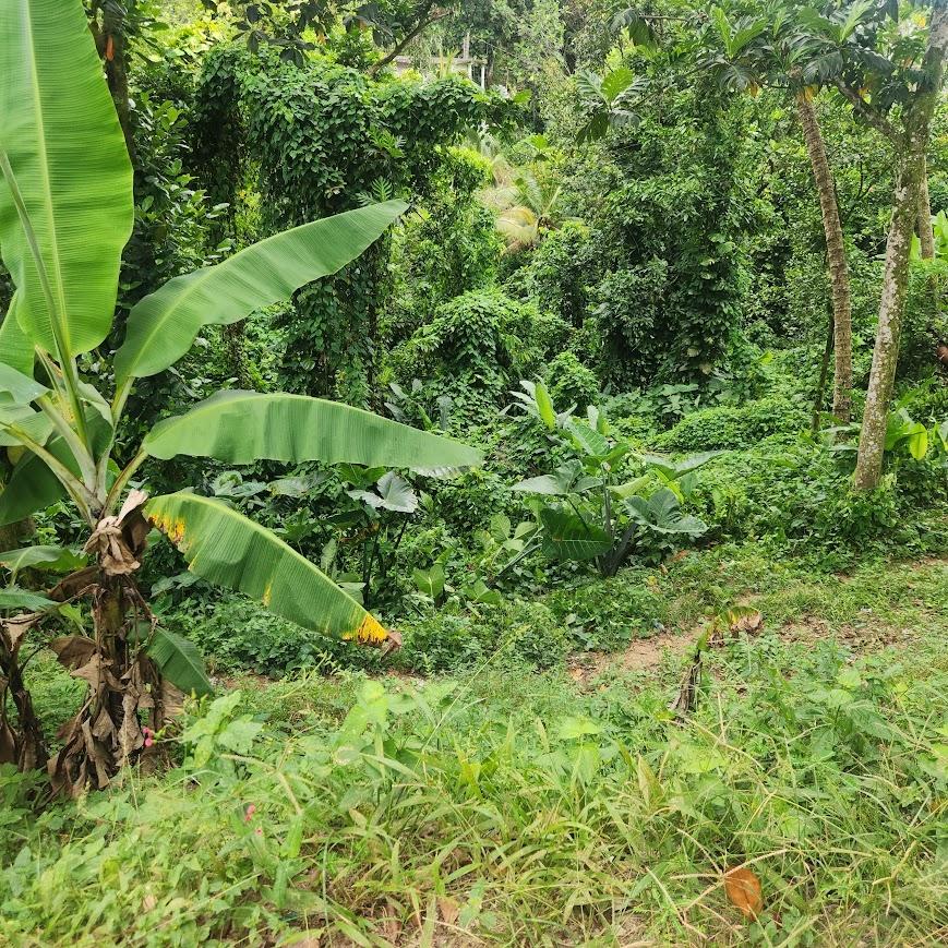 Fifth image of mt Ogle in Stony Hill P.O., St. Andrew, Jamaica - property is For Sale