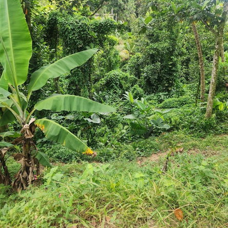 Fifth image of mt Ogle in Stony Hill P.O., St. Andrew, Jamaica - property is For Sale