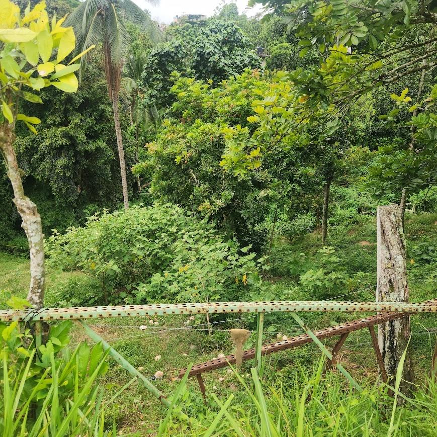 Seventh image of mt Ogle in Stony Hill P.O., St. Andrew, Jamaica - property is For Sale