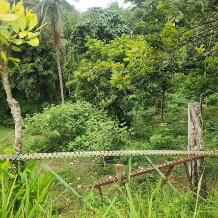 Seventh image of mt Ogle in Stony Hill P.O., St. Andrew, Jamaica - property is For Sale