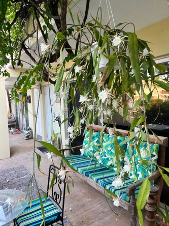 Twenty-First image of E102- Seawind on The Bay in Mahoe Bay, St. James, Jamaica - property is For Sale