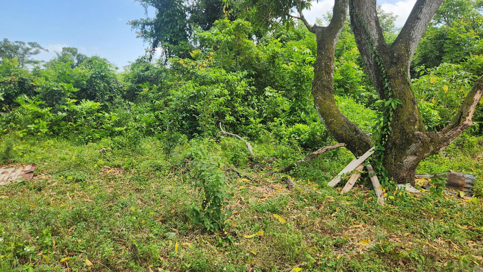 First image of Sandy Bay in Sandy Bay, Hanover, Jamaica - property is For Sale