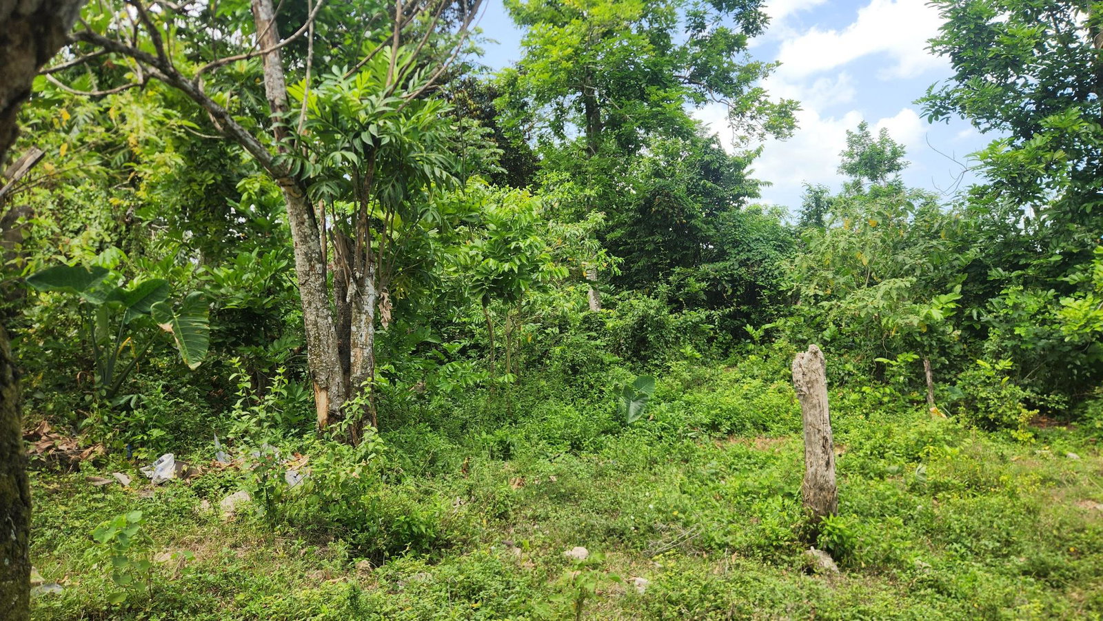 Fourth image of Sandy Bay in Sandy Bay, Hanover, Jamaica - property is For Sale