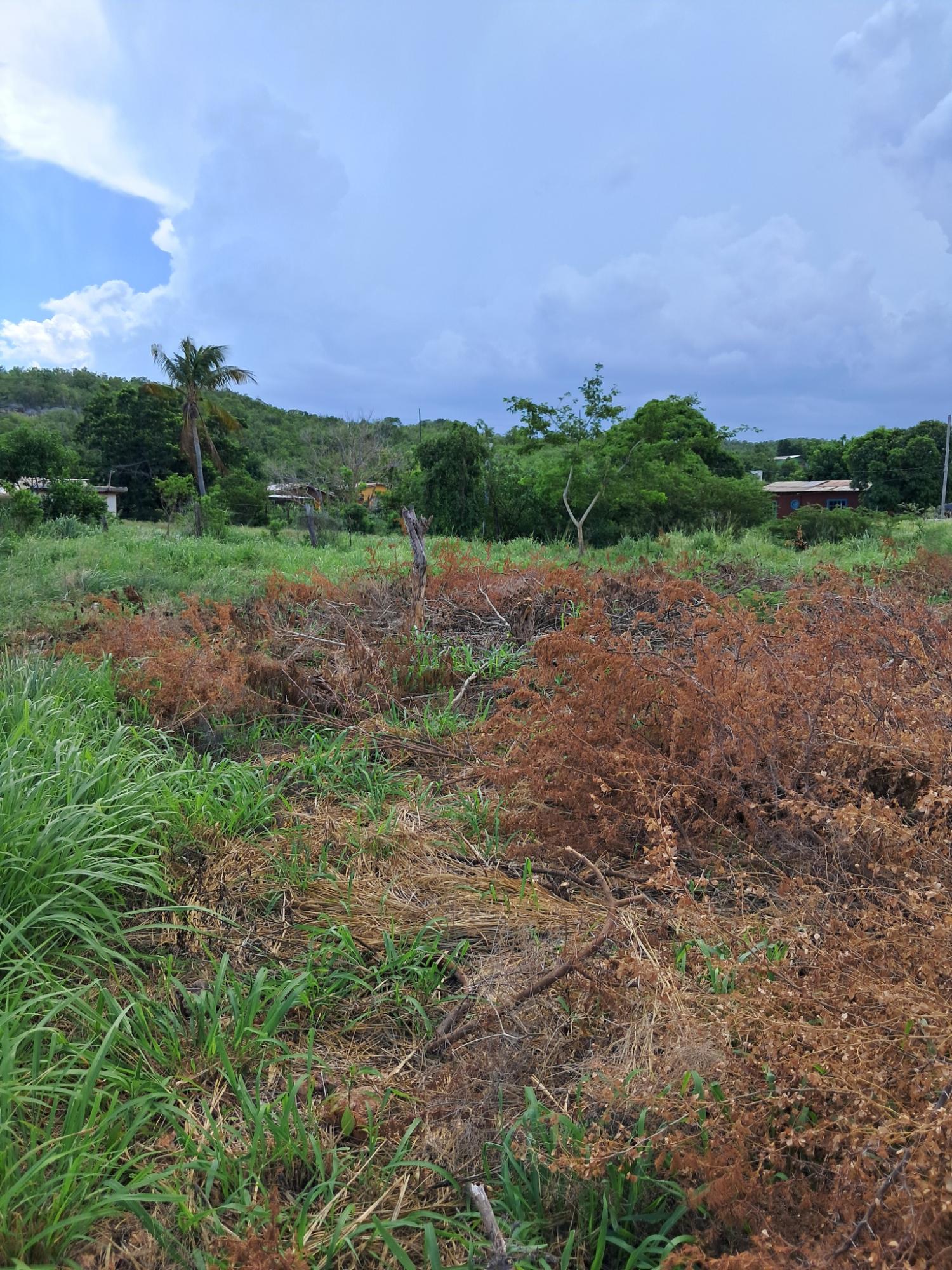 Twelfth image of Sea Air, Downs in Mandeville, Manchester, Jamaica - property is For Sale