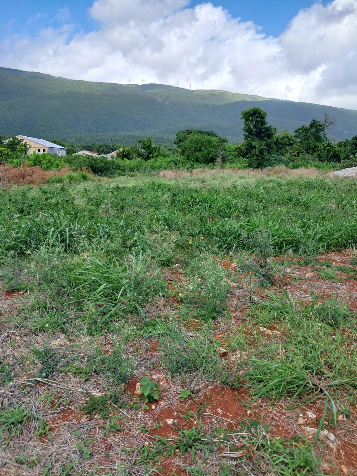 Eighth image of Sea Air, Downs in Mandeville, Manchester, Jamaica - property is For Sale