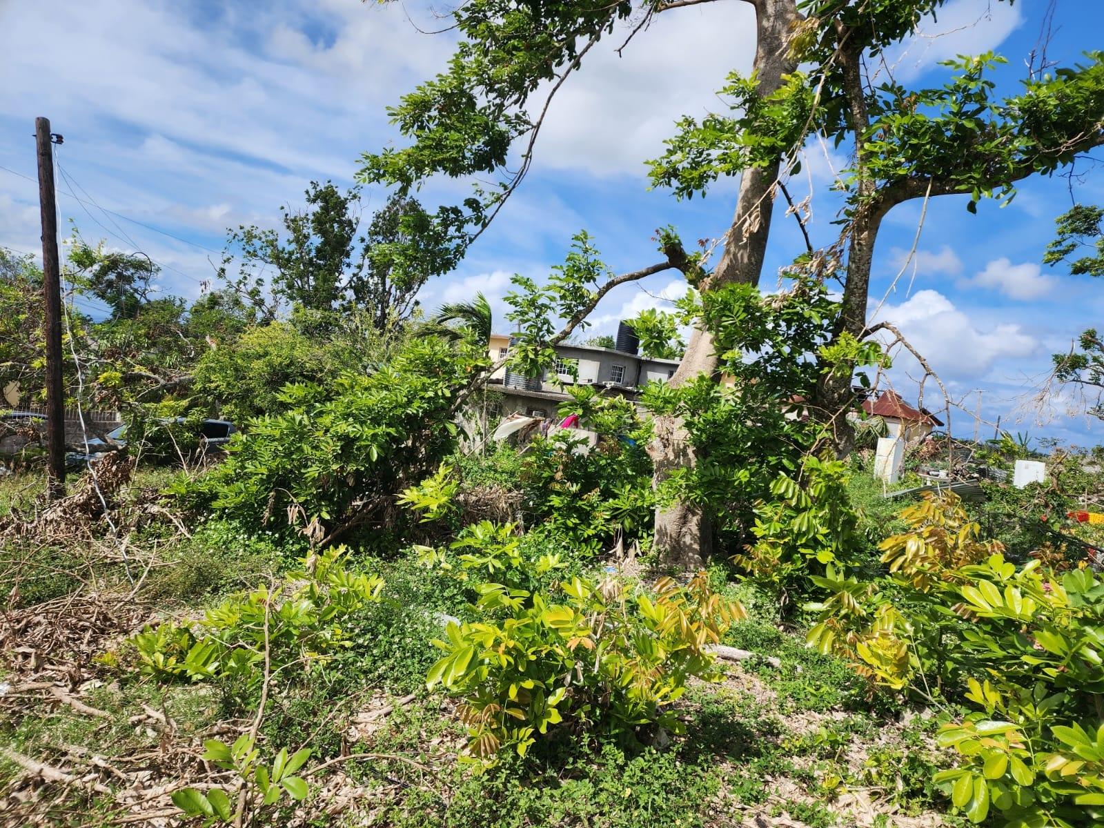 Sixth image of Buck Toe Lane in Salt Spring, St. James, Jamaica - property is For Sale