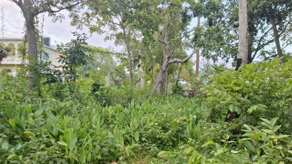 Third image of Wakefield, Buxton Town in Buxton Town, St. Catherine, Jamaica - property is For Sale