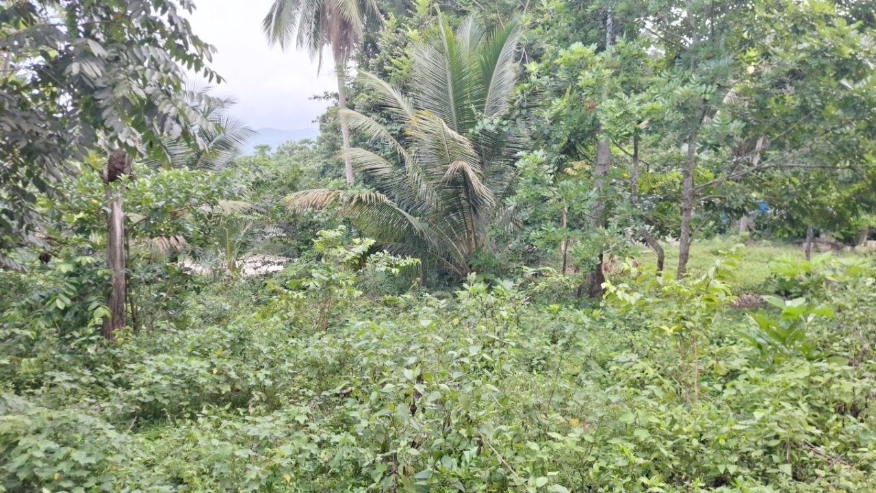 Fourth image of Wakefield, Buxton Town in Buxton Town, St. Catherine, Jamaica - property is For Sale