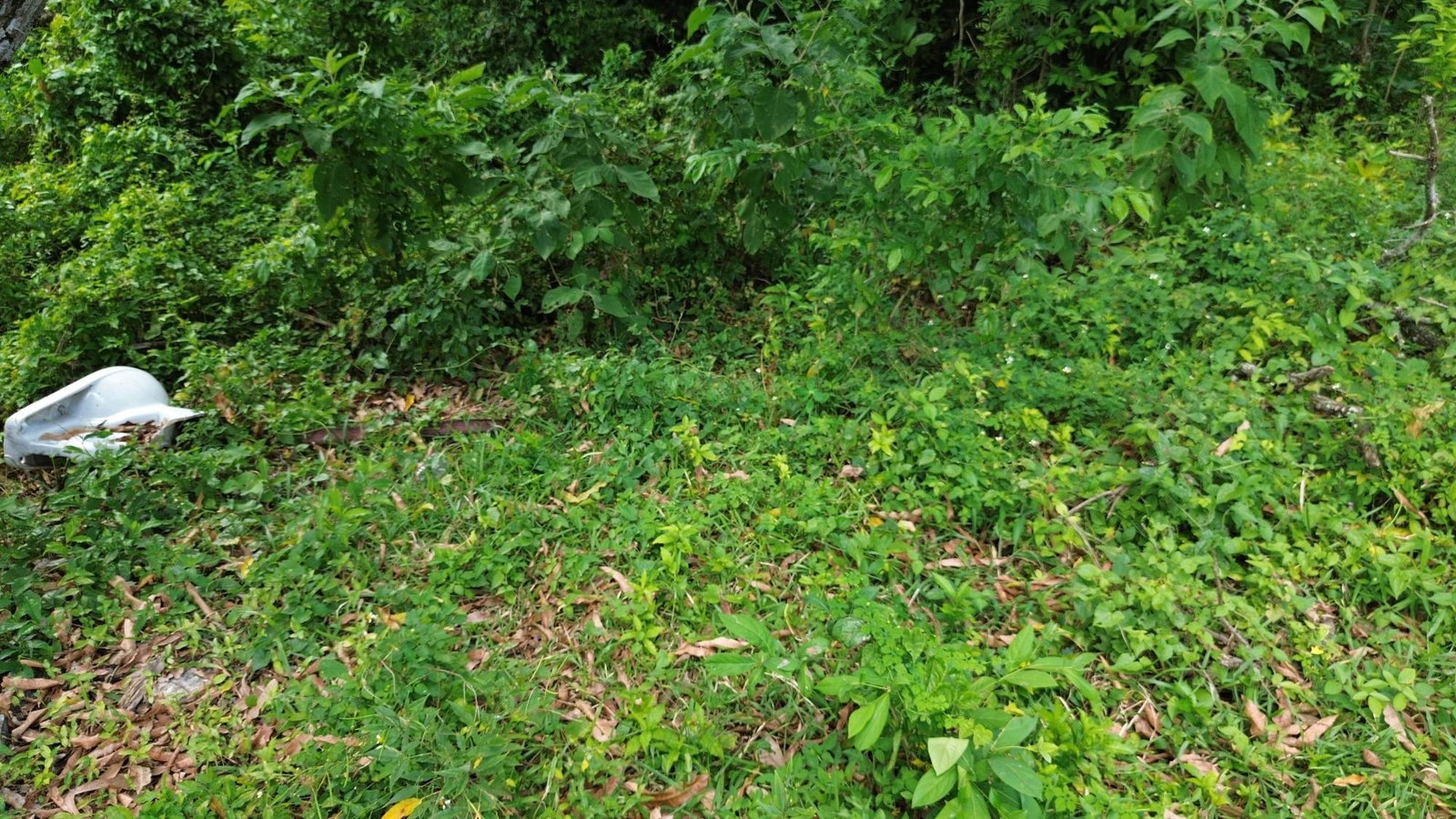 Fourth image of 31 Goshen in Goshen, St. Elizabeth, Jamaica - property is For Sale