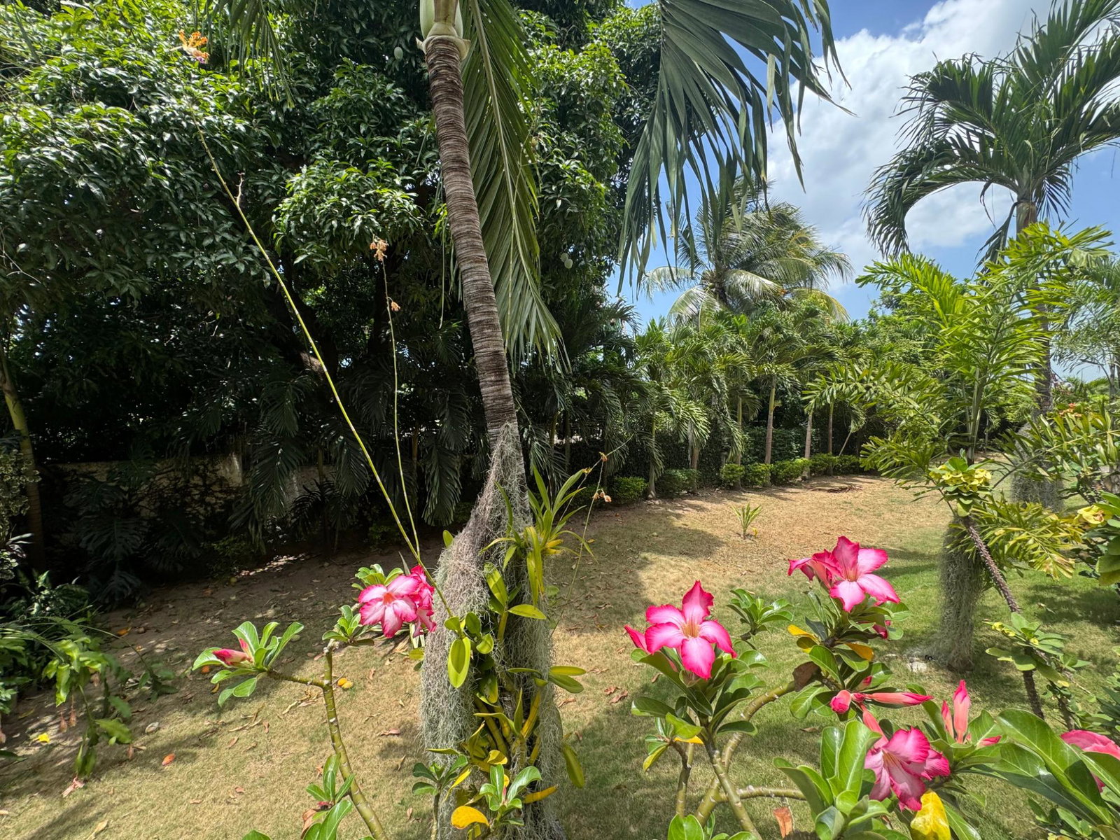 Twelfth image of 6-8 Hibiscus Drive in Kingston 6, St. Andrew, Jamaica - property is For Sale
