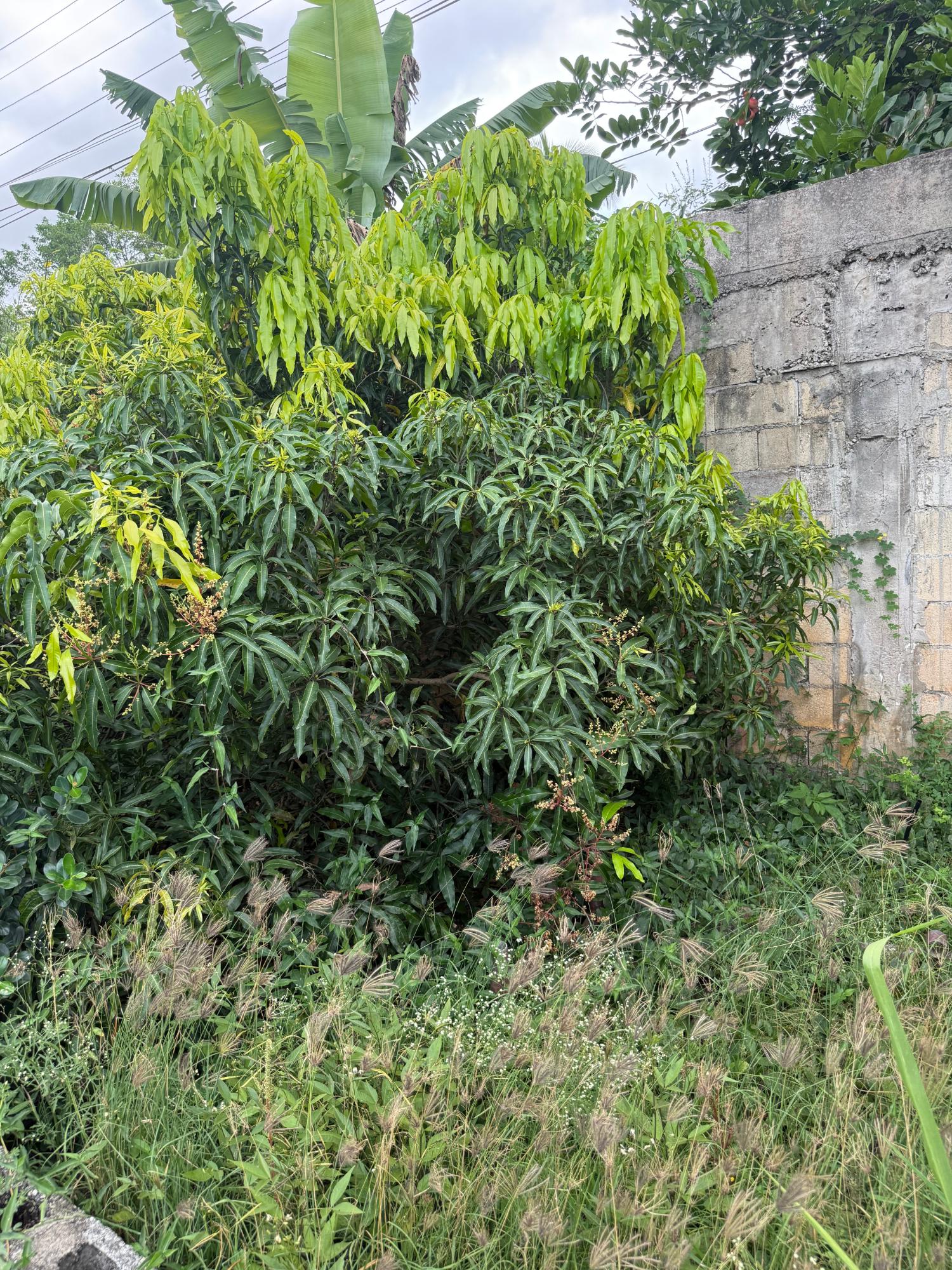Fourteenth image of 19 Vanfair Gardens in Linstead, St. Catherine, Jamaica - property is For Sale