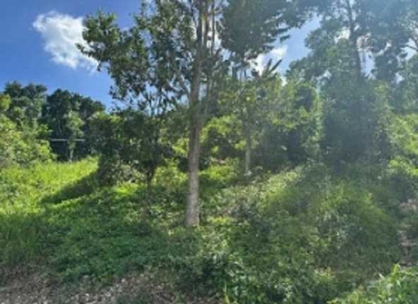 Third image of Petersville, Westmoreland in Petersville, Westmoreland, Jamaica - property is For Sale