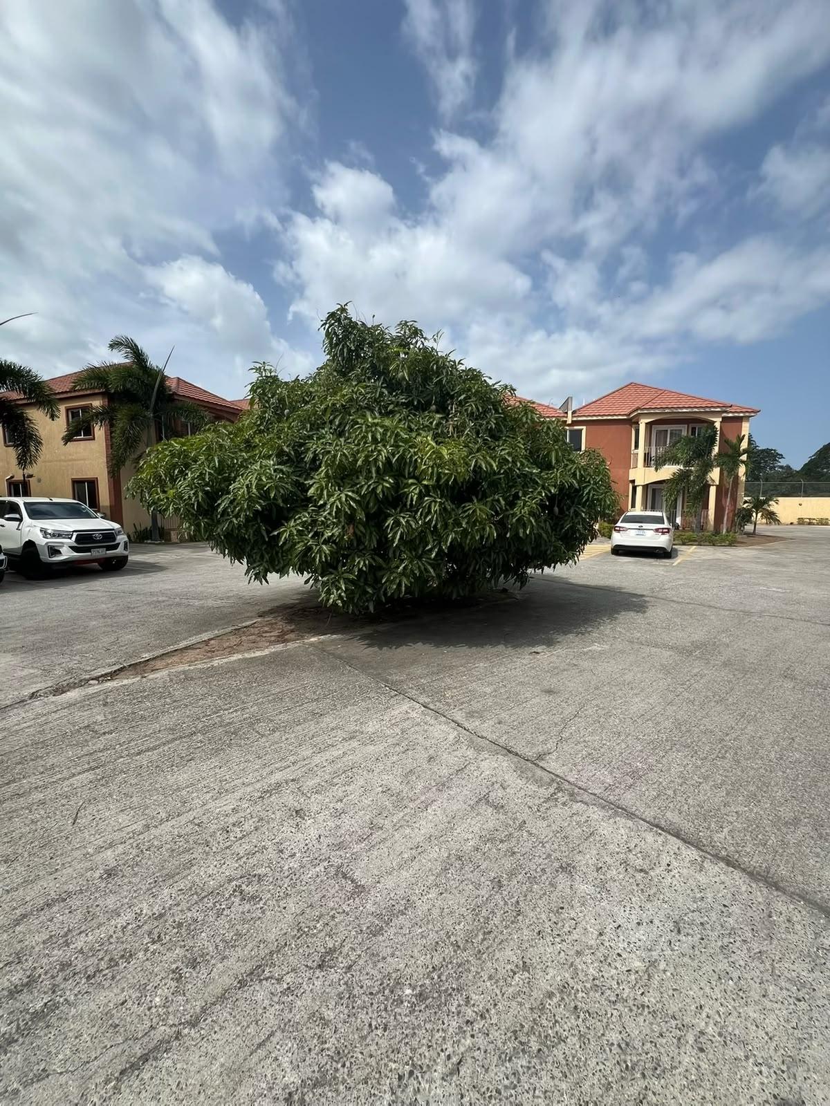 Twenty-Fourth image of 27- Cedar Grove Palm, Portmor in Cedar Grove Estate, St. Catherine, Jamaica - property is For Rent