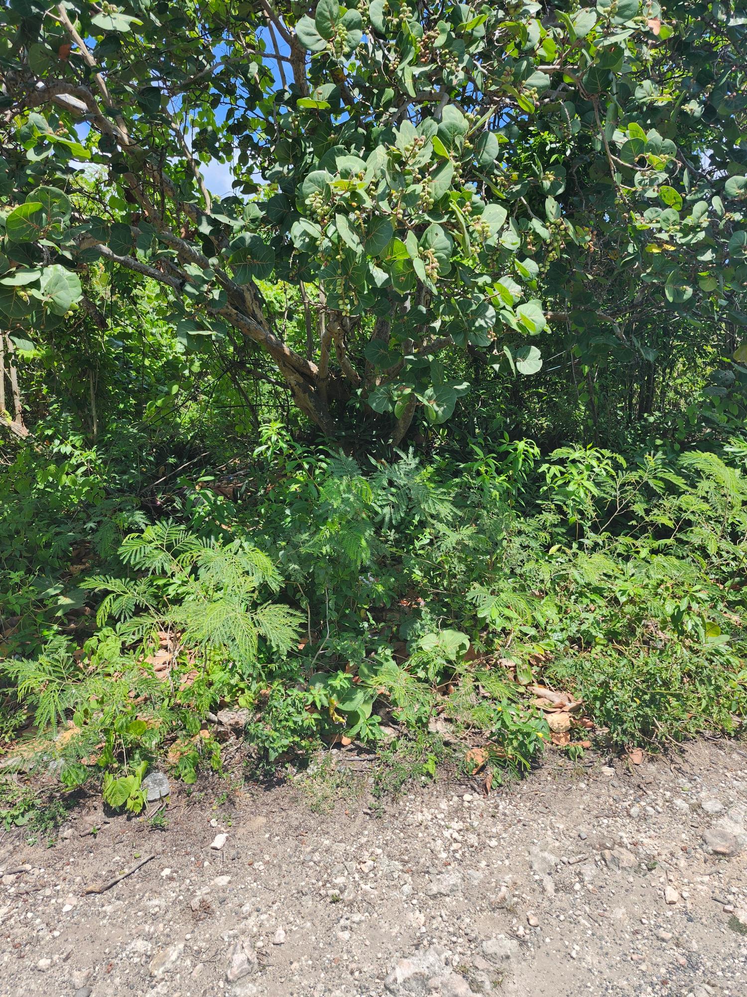 Fifth image of Rockmoor in Rockmore & Wilderness, St. Mary, Jamaica - property is For Sale