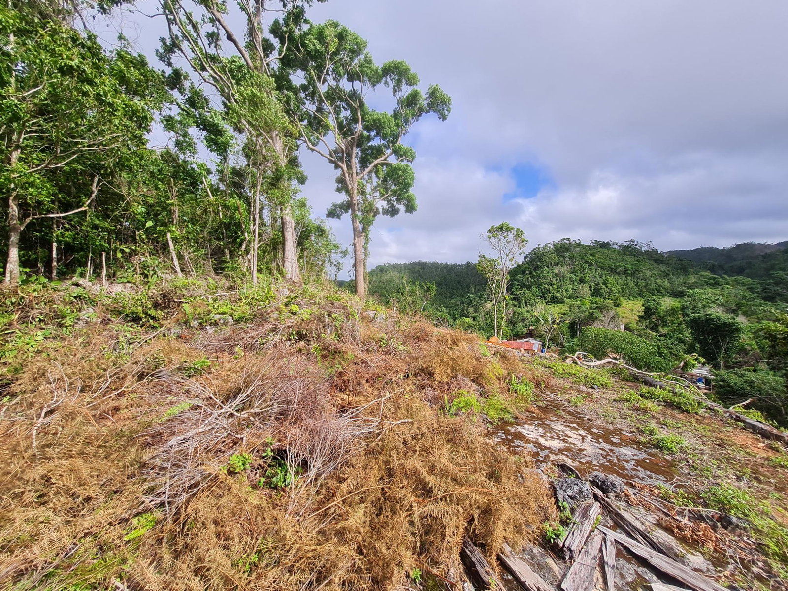Twelfth image of Land Part of Green Hill in Alexandria, St. Ann, Jamaica - property is For Sale