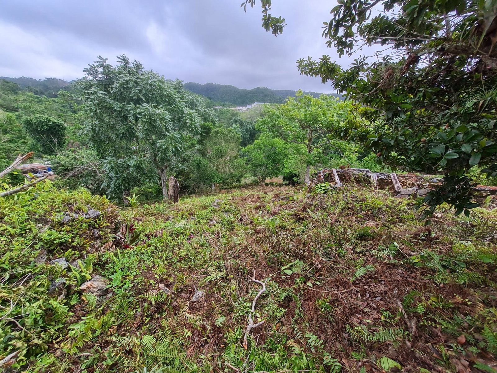 Fifteenth image of Land Part of Green Hill in Alexandria, St. Ann, Jamaica - property is For Sale