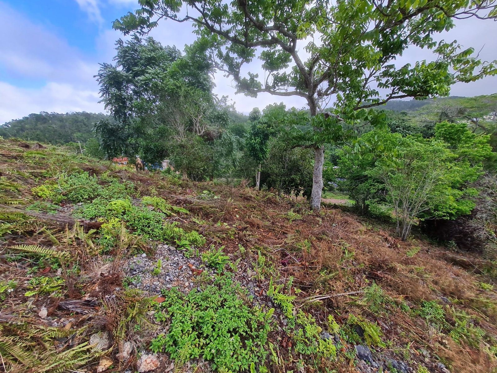 Eighteenth image of Land Part of Green Hill in Alexandria, St. Ann, Jamaica - property is For Sale