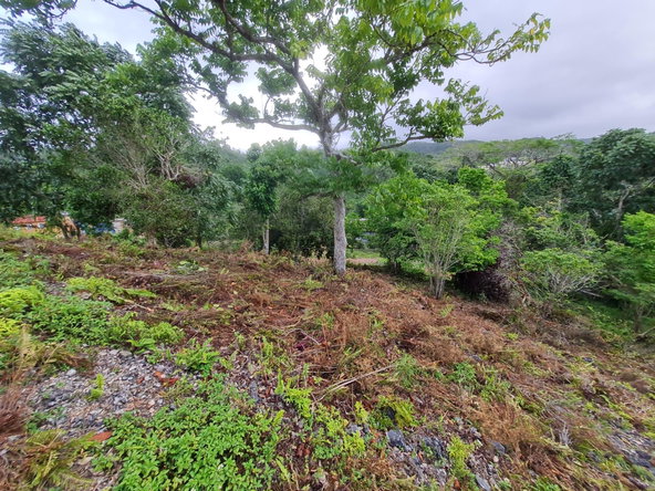 Nineteenth image of Land Part of Green Hill in Alexandria, St. Ann, Jamaica - property is For Sale