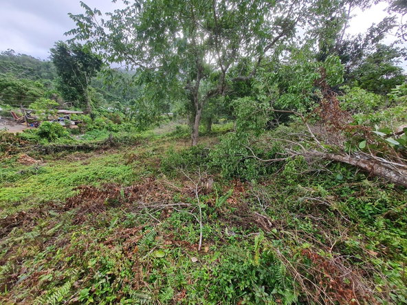 Sixth image of Land Part of Green Hill in Alexandria, St. Ann, Jamaica - property is For Sale