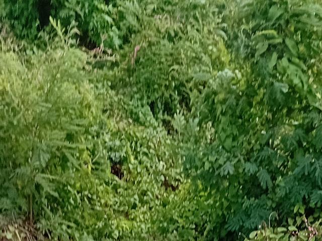 Fourth image of Old Harbour Glades in Old Harbour, St. Catherine, Jamaica - property is For Sale