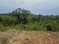 First image of 8a Sevens Plantation in Sevens, Clarendon, Jamaica - property is For Sale