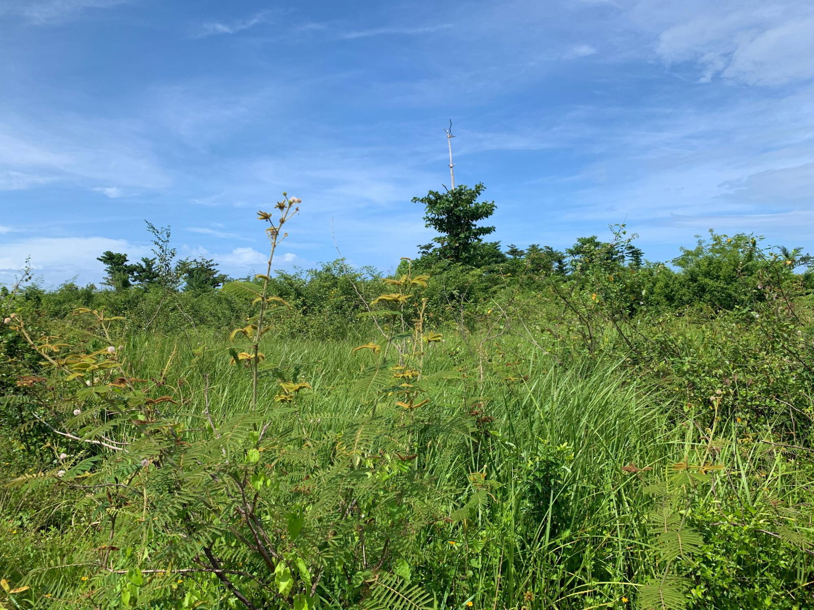 Third image of Lot 4 Smithfield in Savanna-La-Mar, Westmoreland, Jamaica - property is For Sale