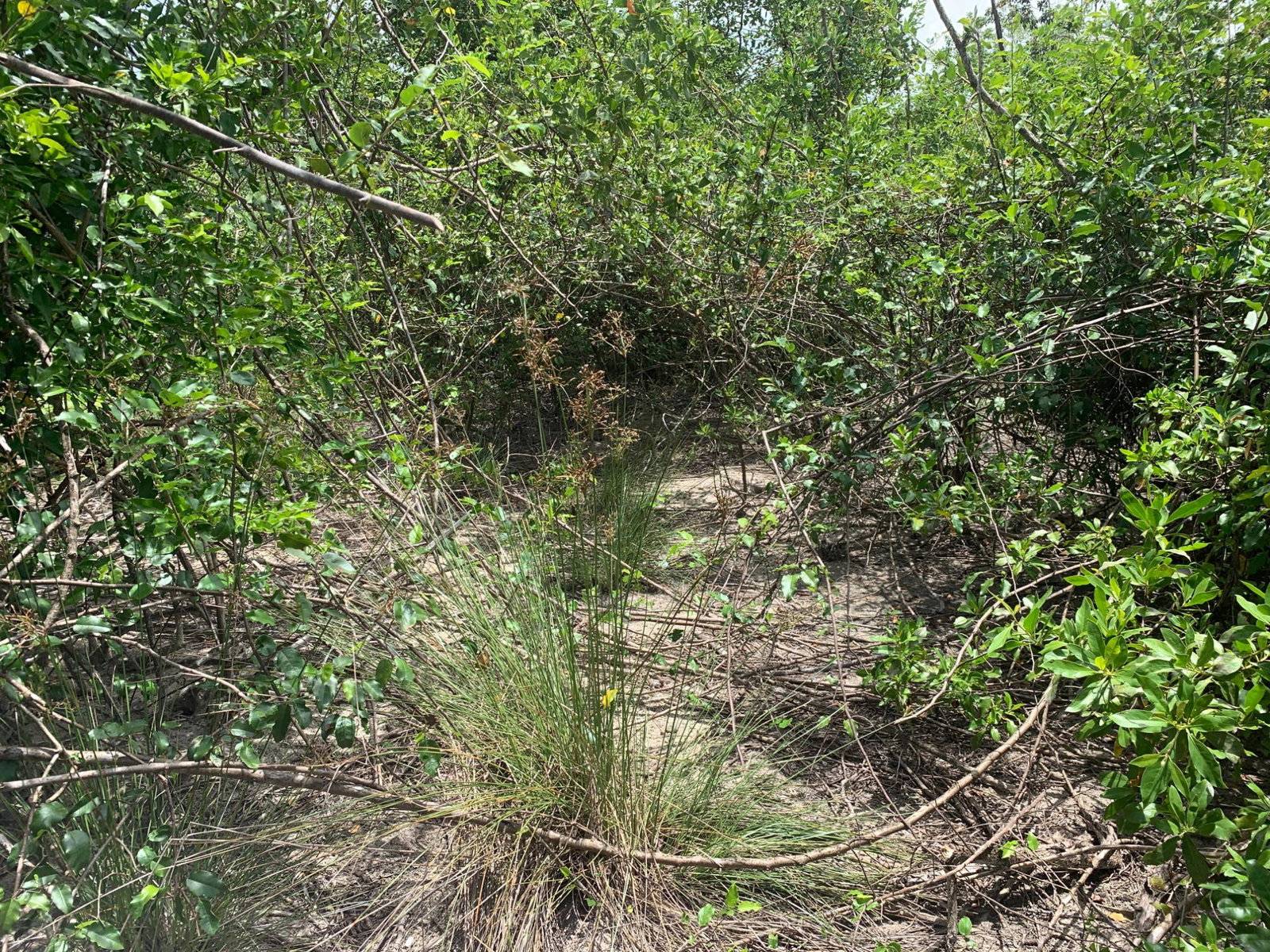 Fifth image of Lot 4 Smithfield in Savanna-La-Mar, Westmoreland, Jamaica - property is For Sale