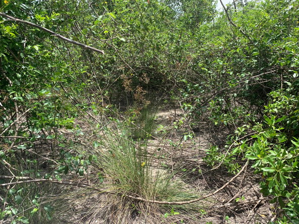 Fifth image of Lot 4 Smithfield in Savanna-La-Mar, Westmoreland, Jamaica - property is For Sale