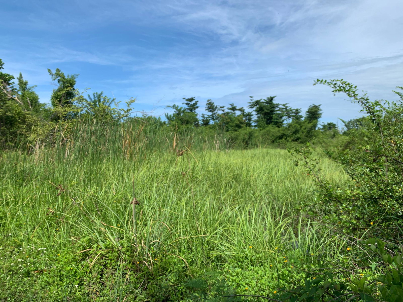 Ninth image of Lot 4 Smithfield in Savanna-La-Mar, Westmoreland, Jamaica - property is For Sale